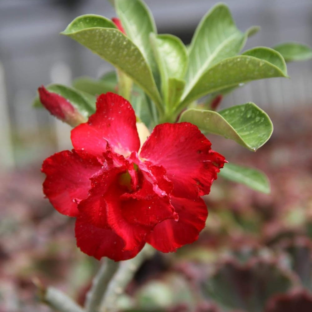 Red Rose Bonsai Flower seeds for Planting - Perfect for Borders, Heirloom & GMO Free Seeds for Home Garden
Sale for planting in home garden