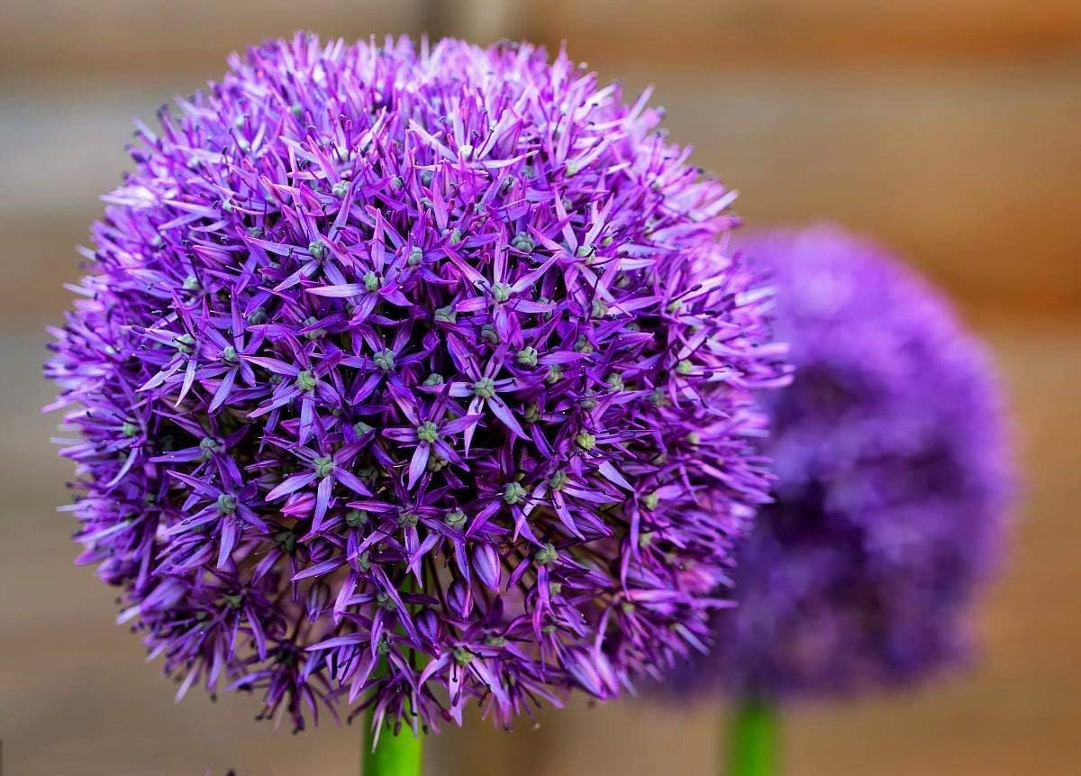 Giant Allium Flower Seeds