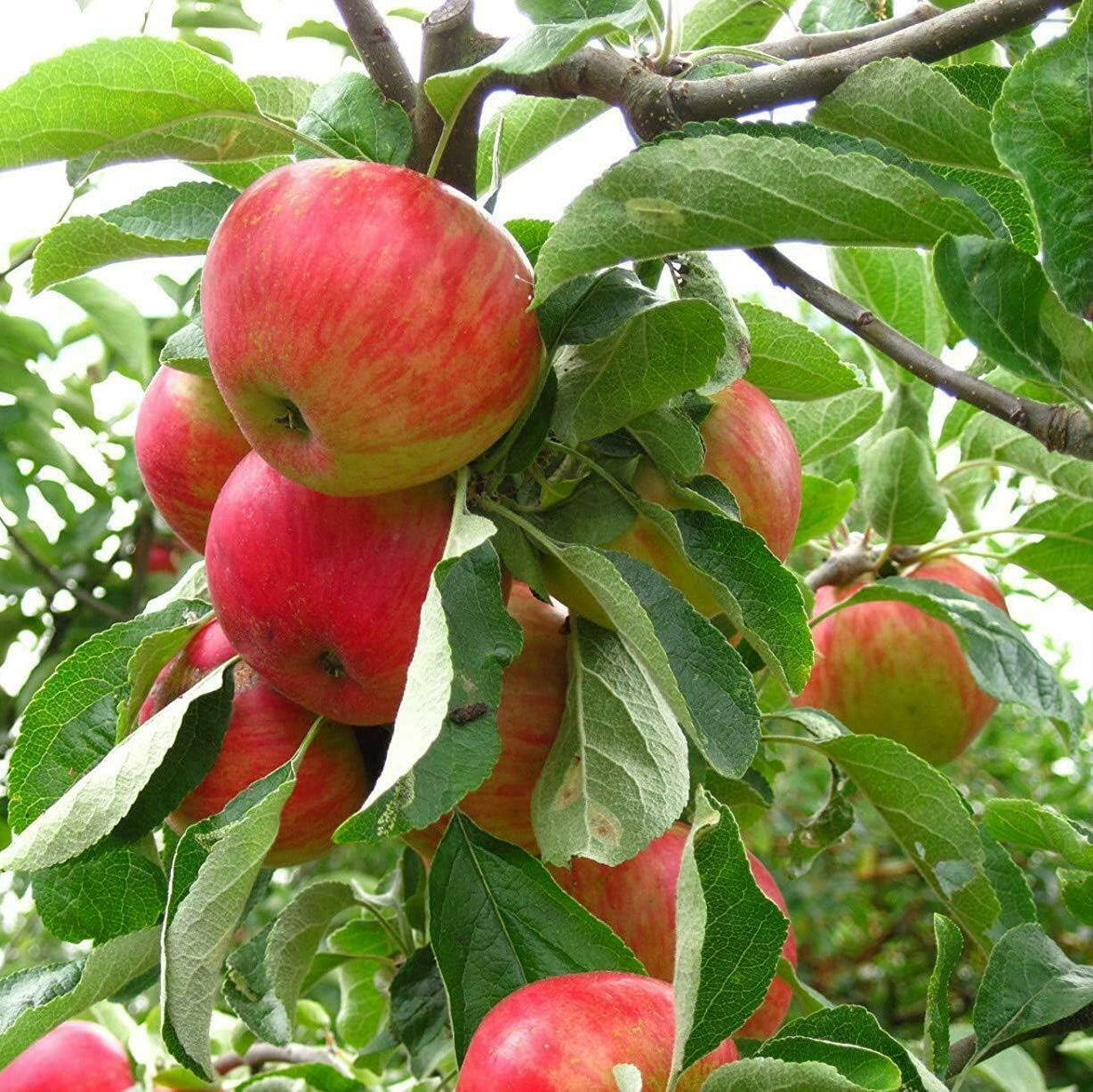 Fuji Apple Fruit Seeds