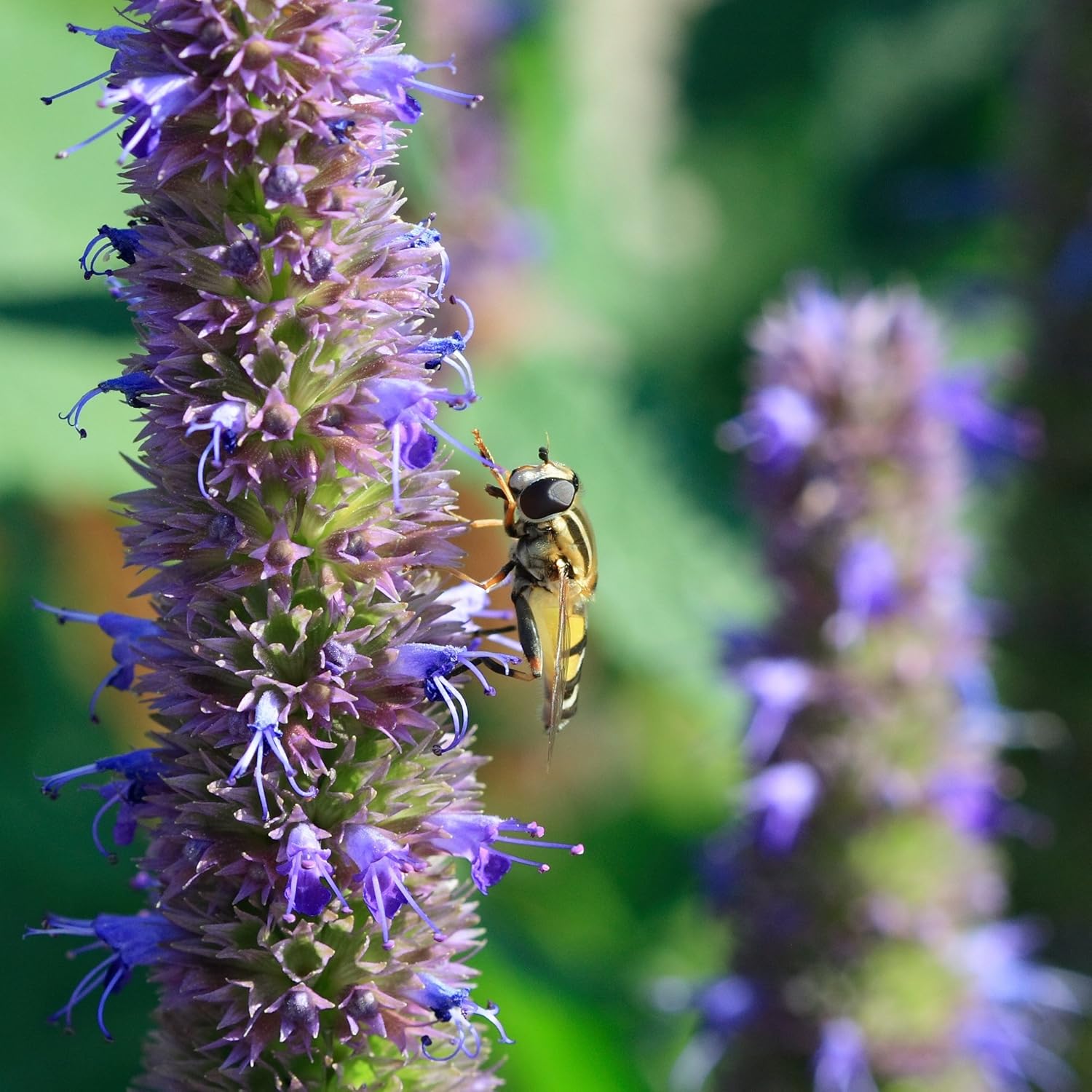 planting anise hyssop seeds Anise Hyssop Herb Seeds for Planting – Heirloom, Non-GMO, Medicinal, P – Pure Asia Seeds