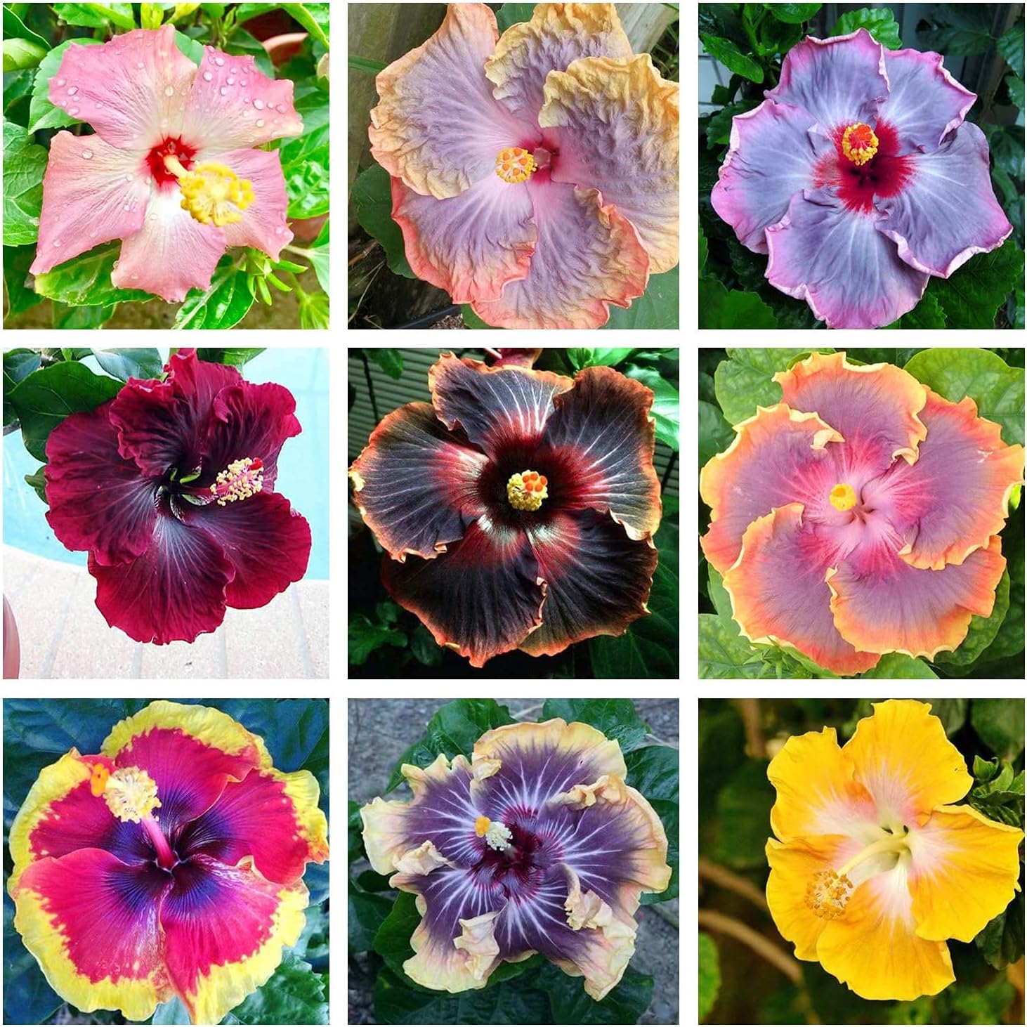 giant hibiscus flower seeds Giant Hibiscus (Hibiscus moscheutos) Flower Seeds for Planting – Heirl – Pure Asia Seeds