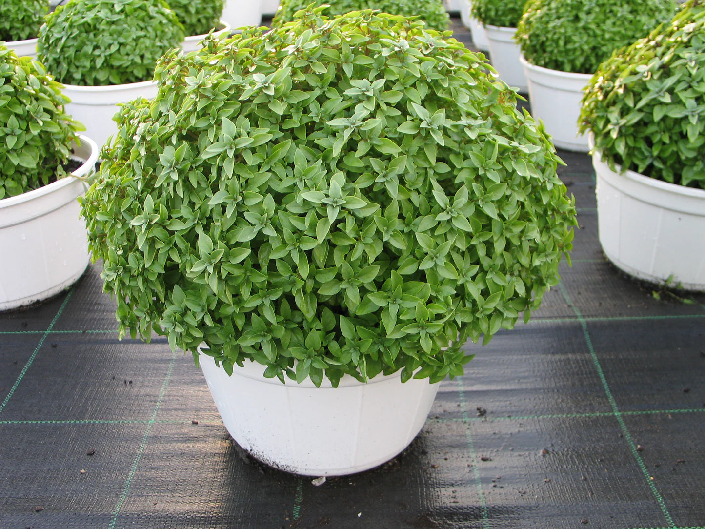 Basil 'Aristotle' Herb Seeds for Planting – Heirloom, Non-GMO, Easy to Grow