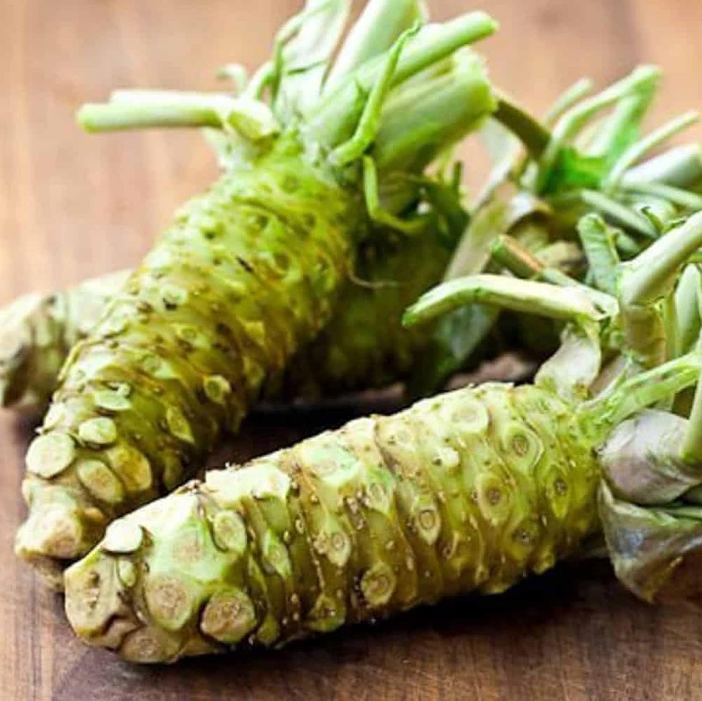 Horseradish (Armoracia rusticana) Vegetable Seeds for Planting – Heirloom, Non-GMO, Perennial, Easy to Grow