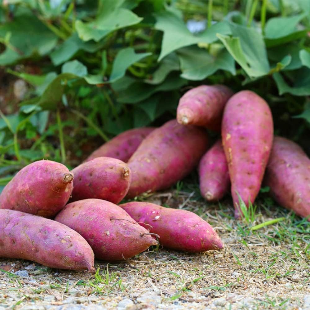 planting seed sweet potatoes Sweet Potato Vegetable Seeds for Planting – Heirloom, Non-GMO, Easy to – Pure Asia Seeds