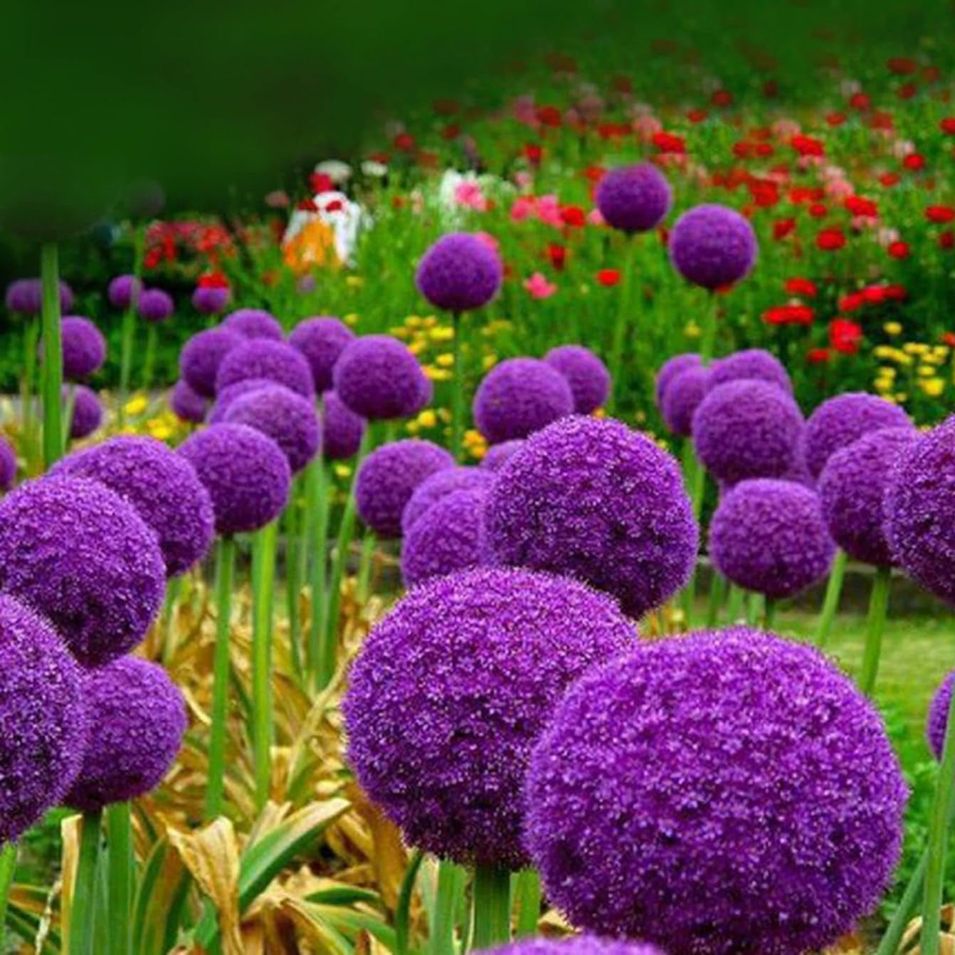 allium plant seeds Giant Allium Flower Seeds for Planting – Heirloom, Non-GMO, Ornamental – Pure Asia Seeds