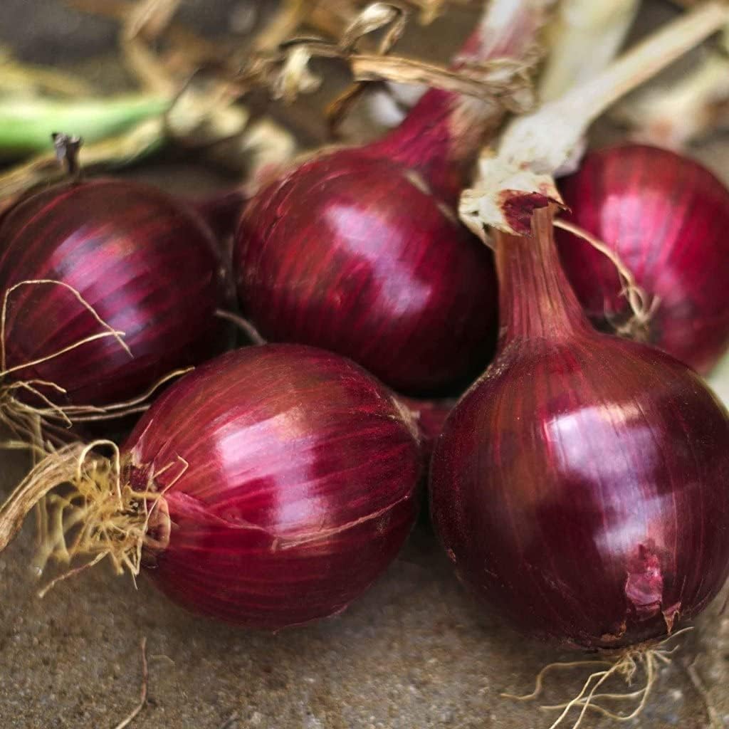 Red Burgundy Onion Vegetable Seeds