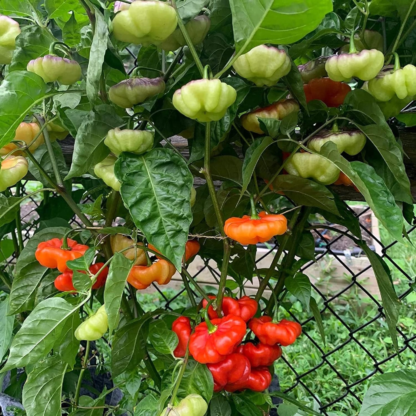 Aji Dulce Gemüsesamen