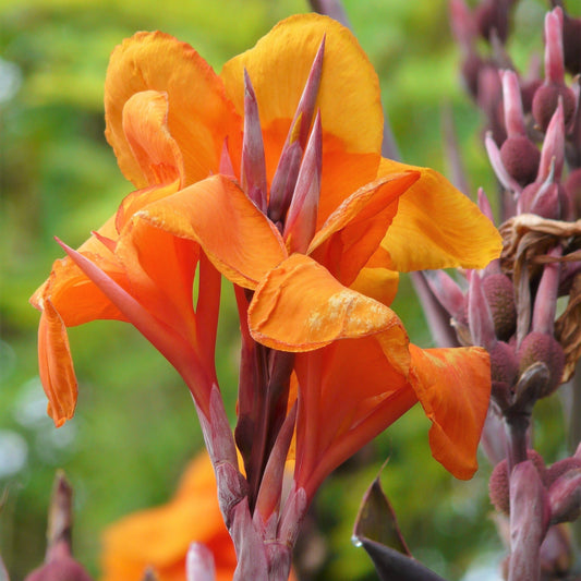 Canna Lily Flower Seeds for Planting – Heirloom, Non-GMO, Tropical Perennial