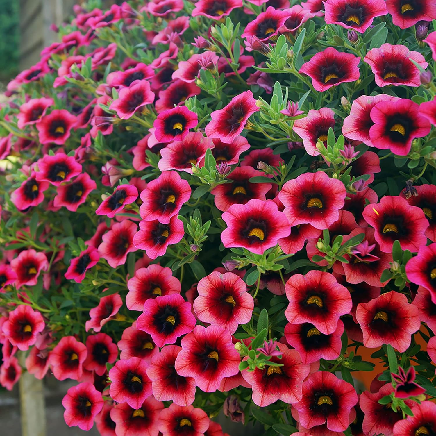 flower seeds petunias Calibrachoa Mini Petunia Flower Seeds for Planting – Heirloom, Non-GMO – Pure Asia Seeds