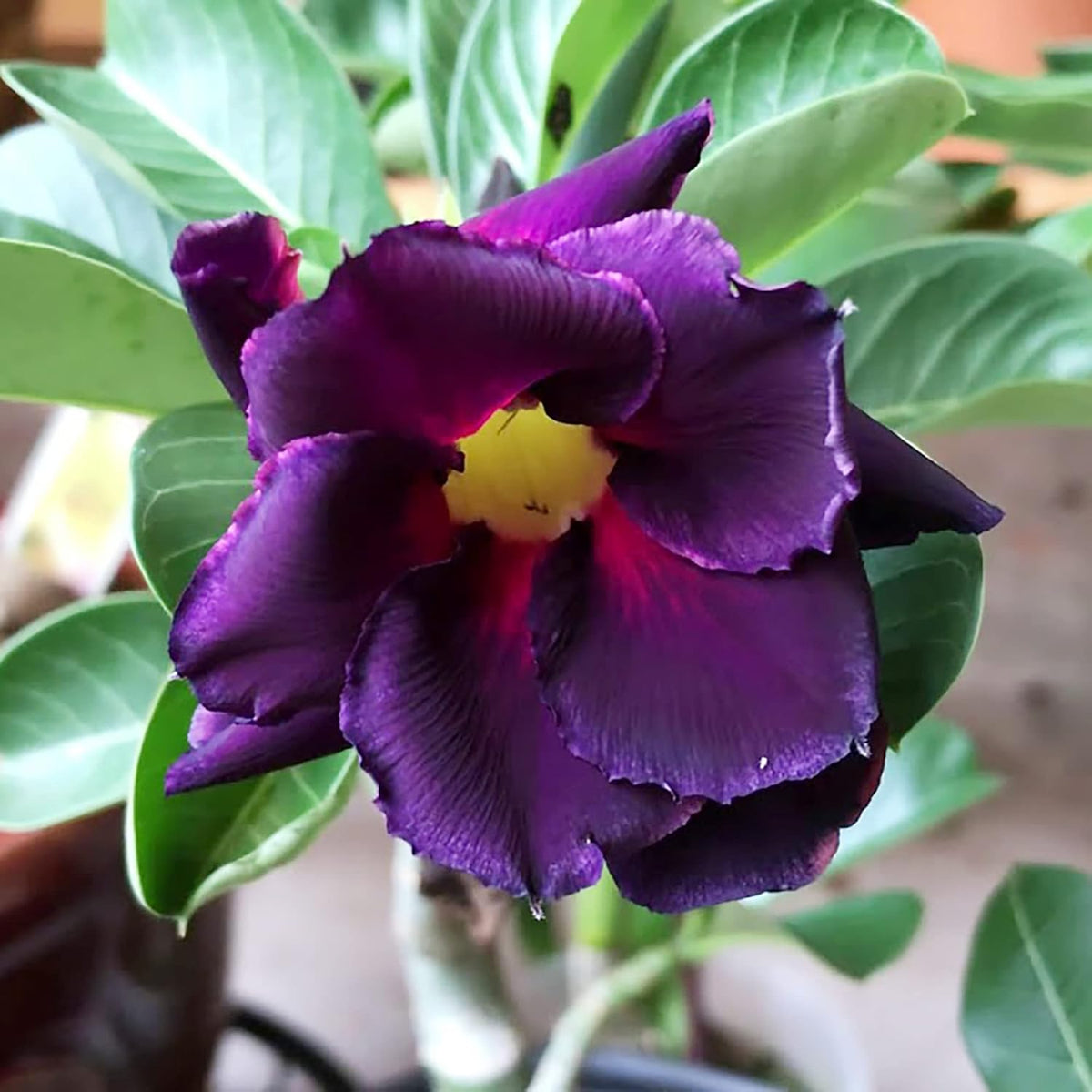 rose seeds for sale online Purple Adenium Flower seeds for Planting - Vibrant