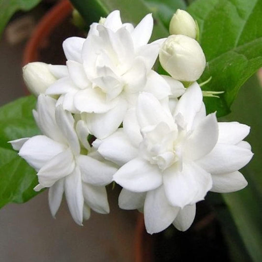 Arabian Jasmine Flower Seeds for Planting – Heirloom, Non-GMO, Fragrant, Perennial