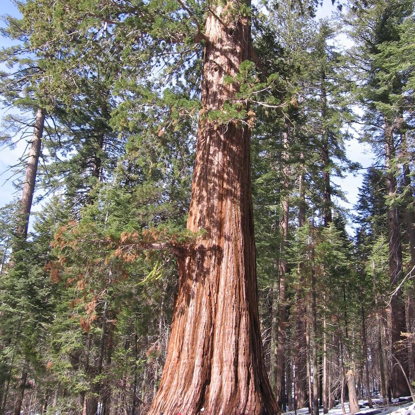 Semillas de hierba de secuoya gigante