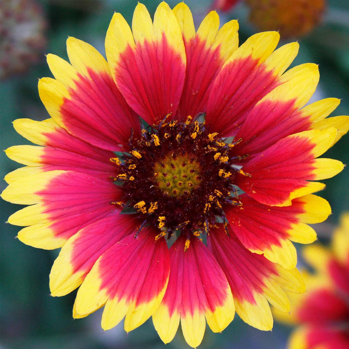 Gaillardia Flower seeds for Planting Drought Tolerant Heirloom & GMO Free Seeds for Home Garden
Sale for planting in home garden