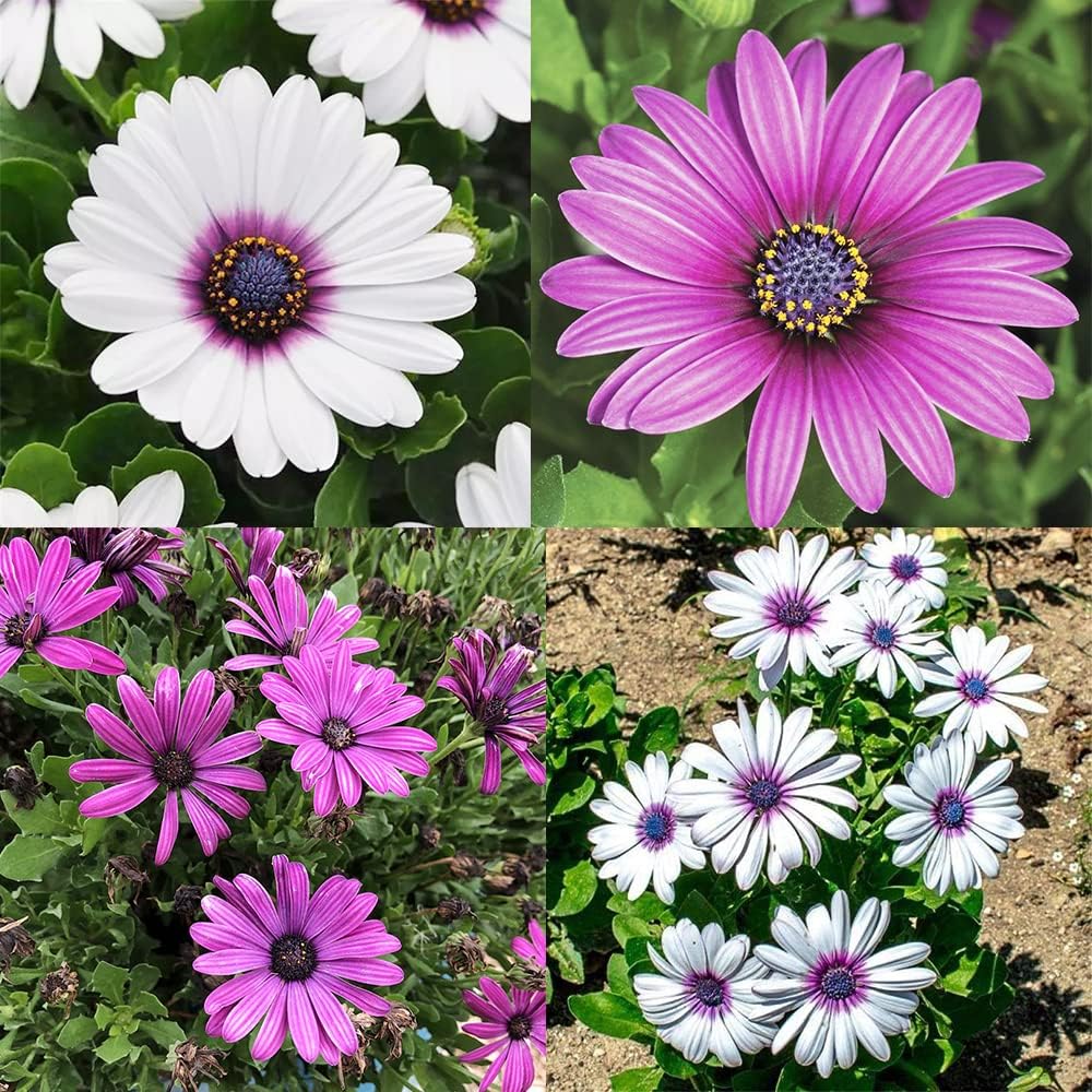 Semi di fiore di margherita africana