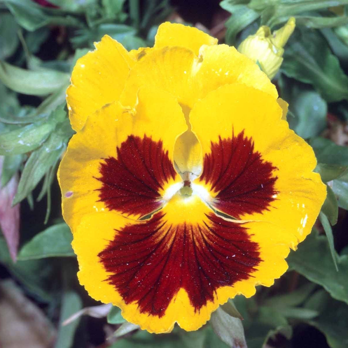 Graines de fleurs de pensée jaunes et brunes