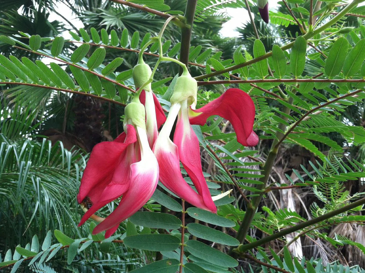 Sesbania Grandiflora Flower Seeds