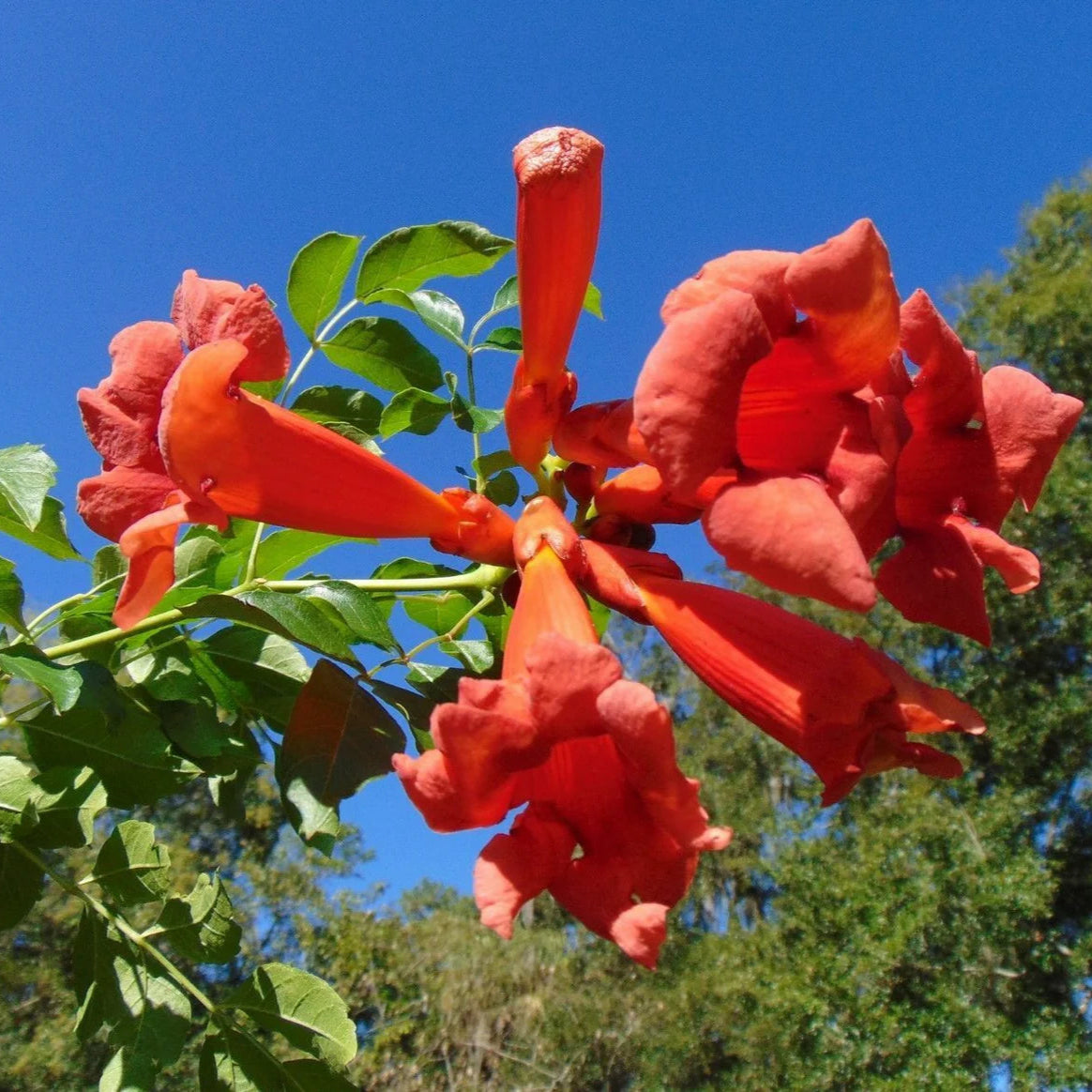 Semillas de flor de enredadera de trompeta (Campsis radicans)