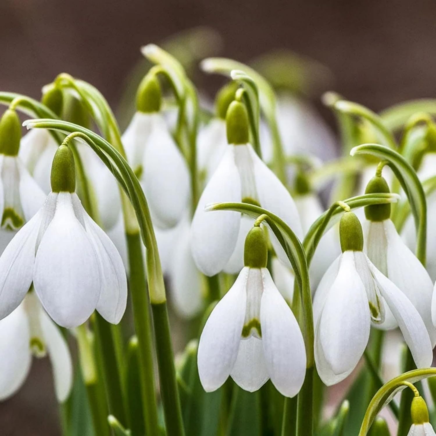 snow drop flower seeds Snowdrop Flower Seeds for Planting – Heirloom, Non-GMO, Early Spring B – Pure Asia Seeds