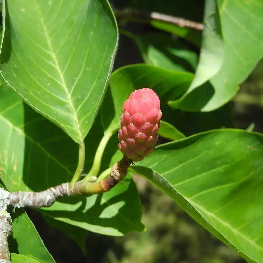 Magnolia Acuminata Tree Seeds for Planting – Heirloom, Non-GMO, Easy to Grow, Deciduous