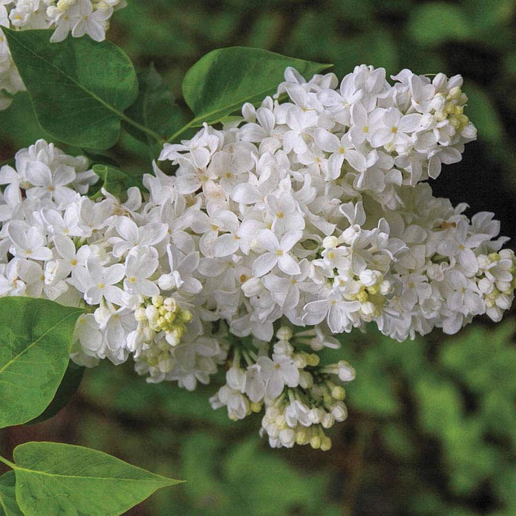 White Lilac Flower Seeds