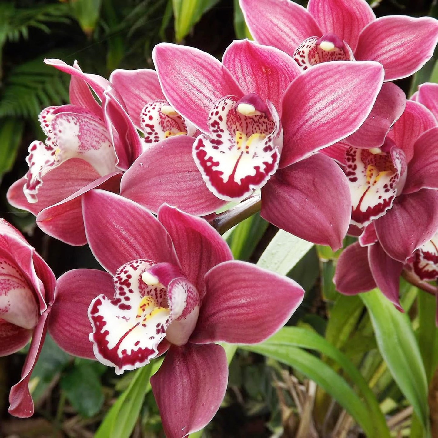 Cymbidium Boat Orchid Flower Seeds for Planting – Heirloom, Non-GMO, Exotic Blooms