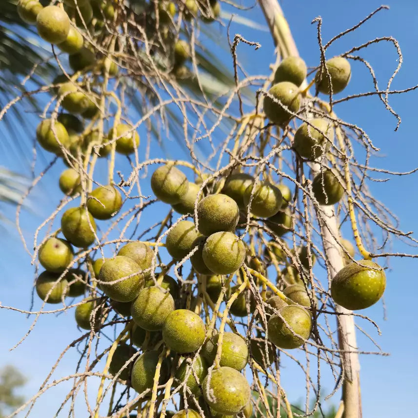 Semillas de fruta de Brahea Armata