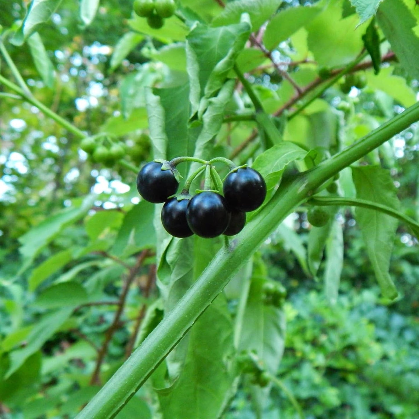 Black Nightshade (Solanum Nigrum) Herb Seeds
