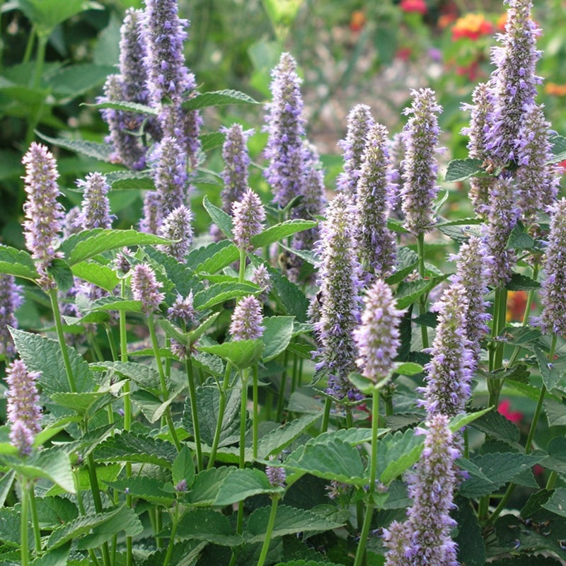 Agastache Riesen-Ysop-Kräutersamen