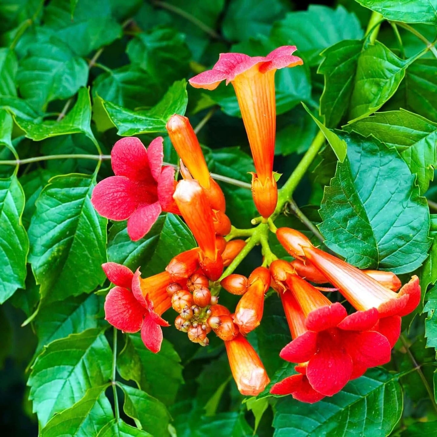 Rote Trompetenblume Blumensamen