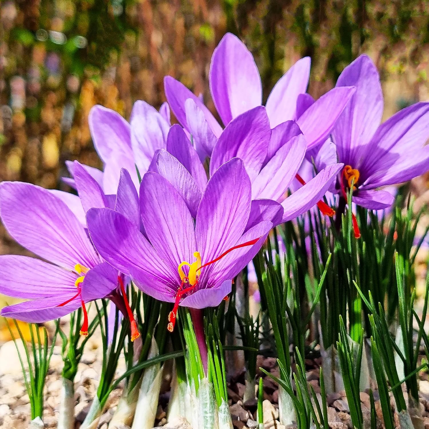 saffron plant seeds in india Saffron Flower Seeds for Planting – Heirloom, Non-GMO, Easy to Grow, A – Pure Asia Seeds