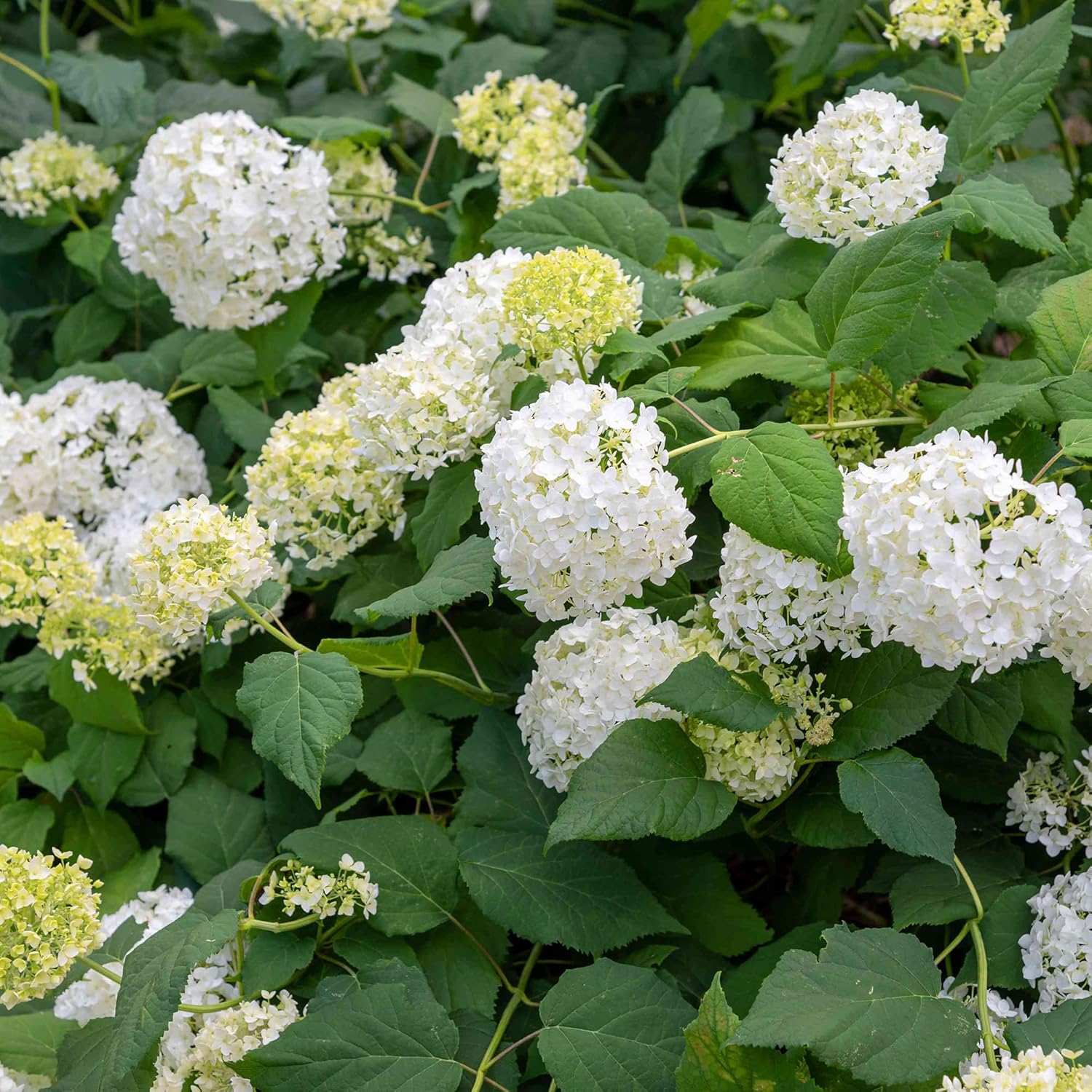 hydrangea seeds from plant Smooth Hydrangea Flower Seeds for Planting – Heirloom, Non-GMO, Easy t – Pure Asia Seeds