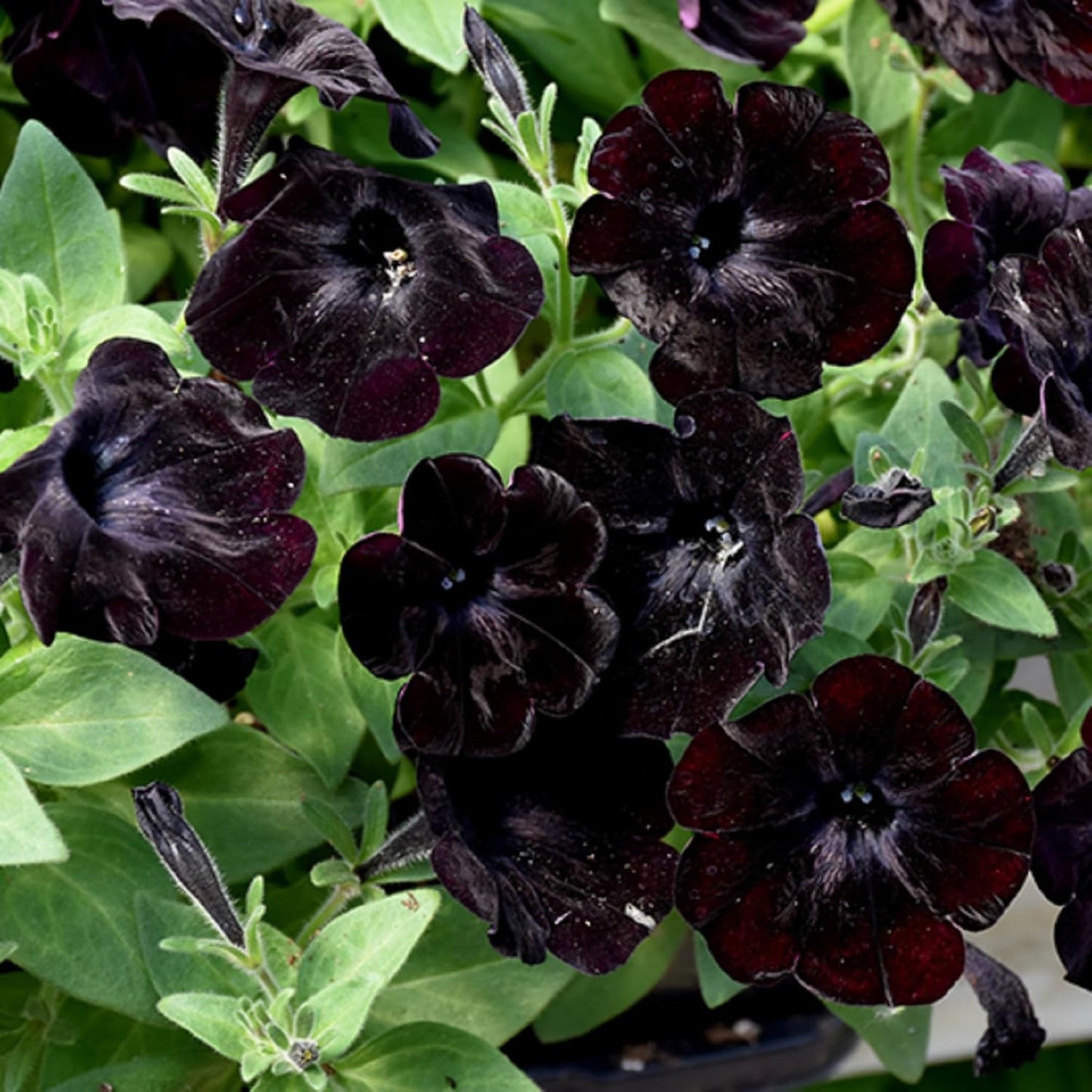 Black Velvet Petunia Flower Seeds for Planting – Heirloom, Non-GMO, Easy to Grow, Annual Blooms