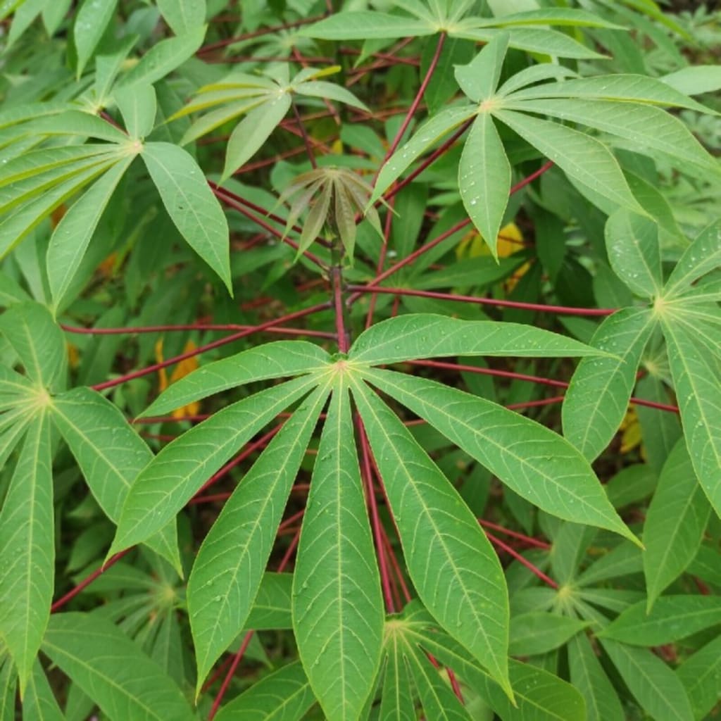 Cassava Herb Seeds