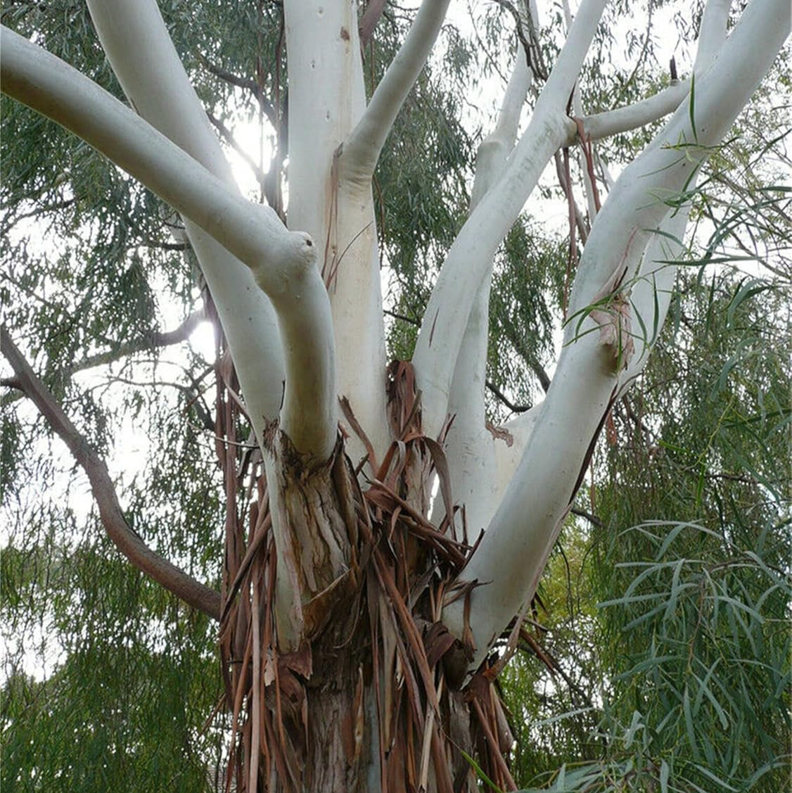 Corymbia Citriodora Tree Seeds