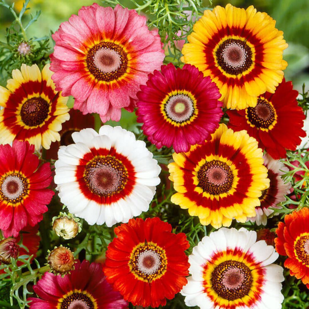 seeds daisy flower Painted Daisy Flower Seeds for Planting – Heirloom, Non-GMO, Easy to G – Pure Asia Seeds