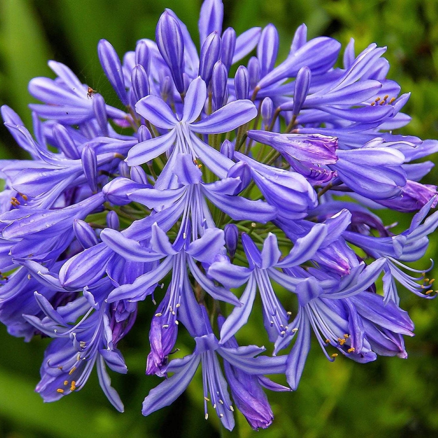Semi di fiore Agapanthus Africanus