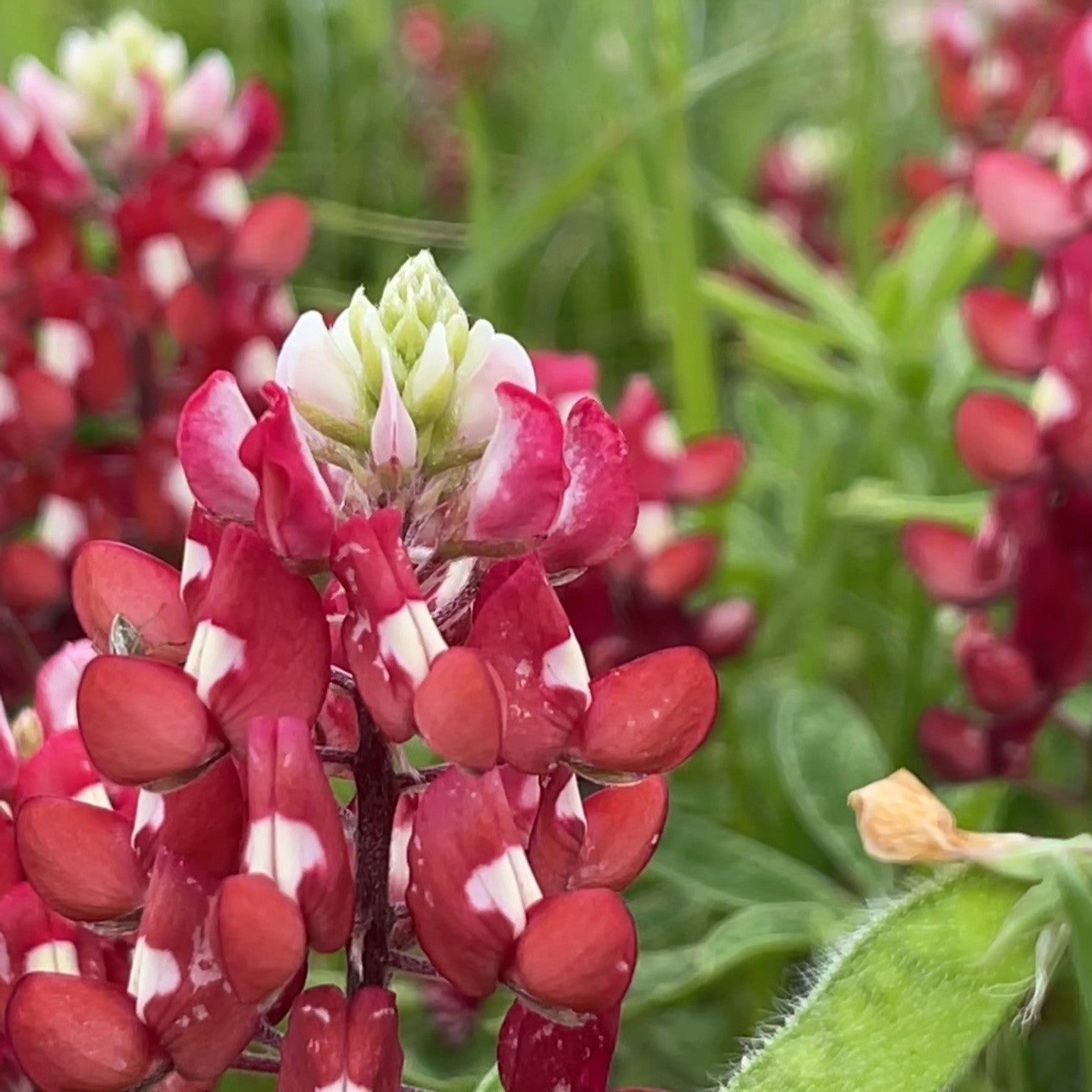 Lupine Wildflower Seeds red & white