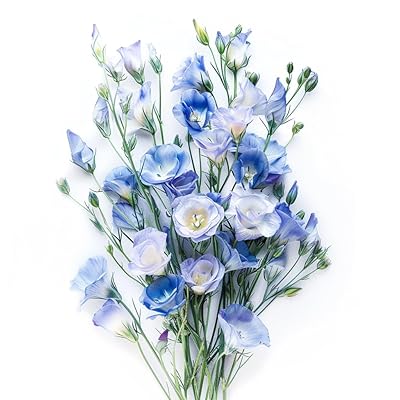 Silk Blue Lisianthus Flower seeds for Planting Perfect for Borders Heirloom & GMO Free Seeds for Home Garden
Sale for planting in home garden