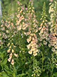 Foxglove Seeds Perennial Blooms