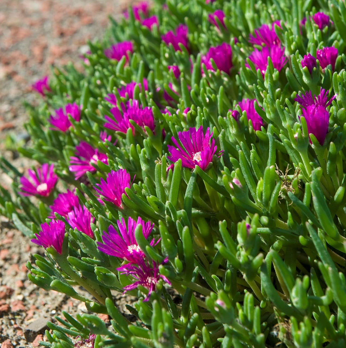 Lavender Delosperma Flower seeds for Planting - Low Maintenance, Heirloom & GMO Free Seeds for Home Garden
Sale for planting in home garden