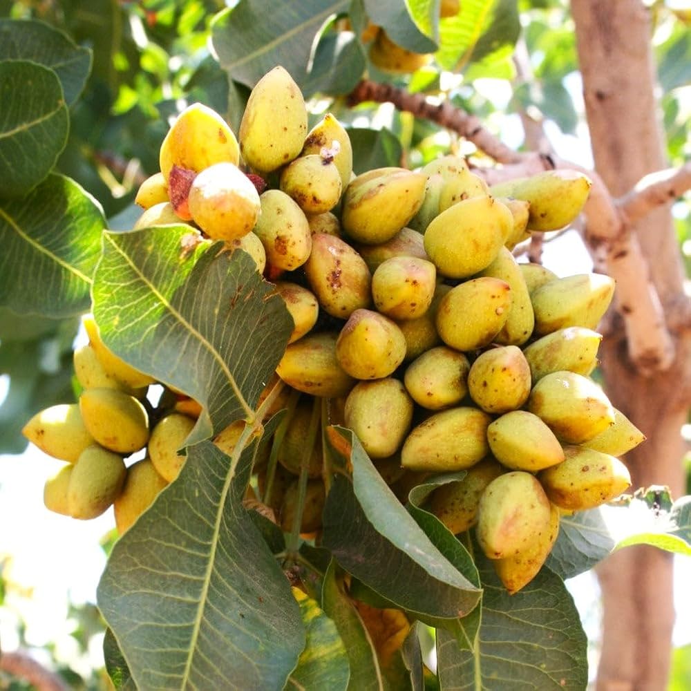 Pistache Fruit Seeds