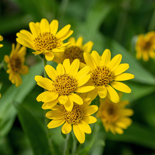 Arnica Flower Seeds for Planting – Heirloom, Non-GMO, Medicinal, Perennial