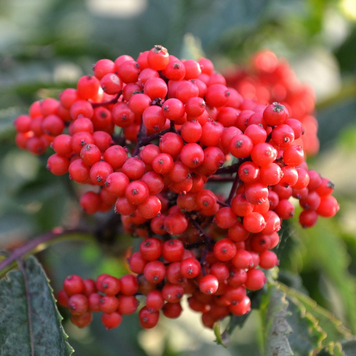 Red Elderberry Fruit Seeds