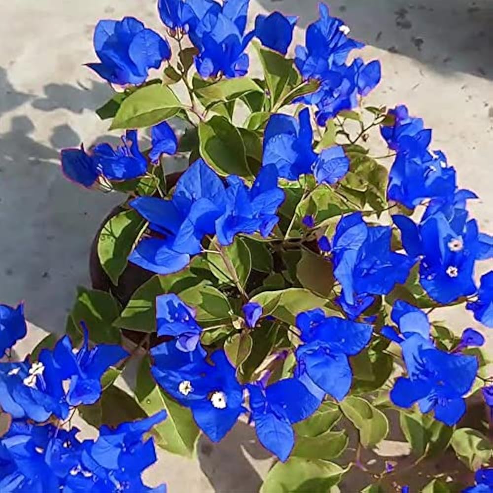 Balcony Blue Bougainvillea Flower Seeds