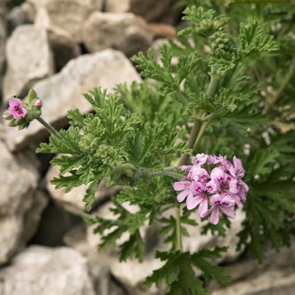 Citronella Flower Seeds