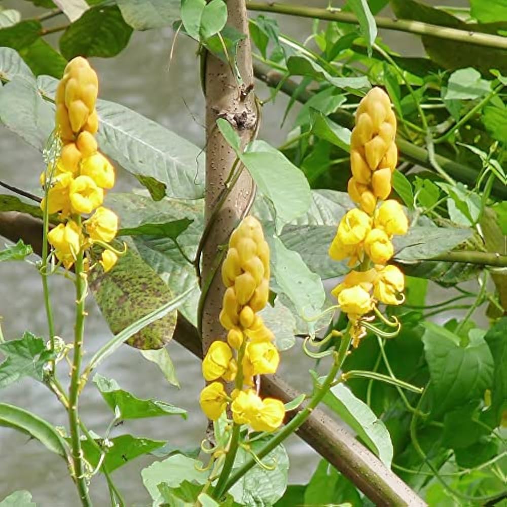 Senna Alata Flower Seeds