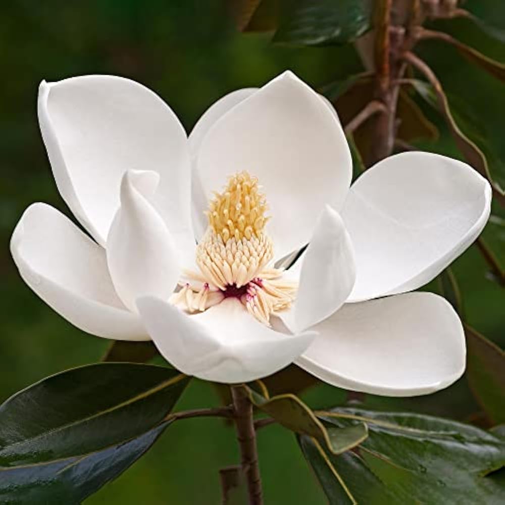Southern Magnolia Flower Seeds
