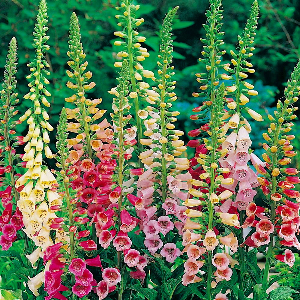 Foxglove Seeds Digitalis Mix
