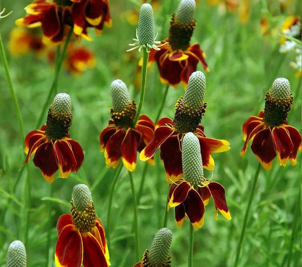 Prairie Flower seeds for Planting Low Maintenance Heirloom & GMO Free Seeds for Home Garden
Sale for planting in home garden