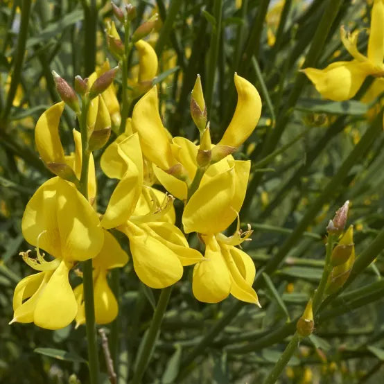 Spartium Junceum Flower seeds for Planting Long Bloom Season Heirloom & GMO Free Seeds for Home Garden
Sale seeds for home garden planting